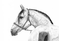 eguada cardenas5